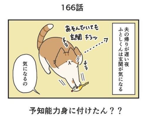 予知能力を身に付けたか！？　猫が玄関に行った２分後にある出来事が起きた