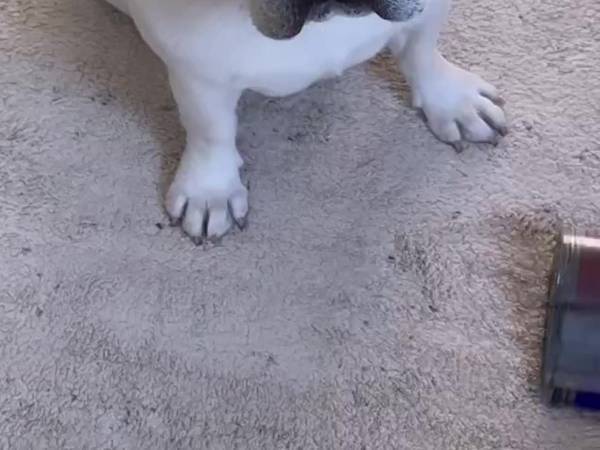 「かわいすぎる」「逆にすごい」　どっしりと構えるフレンチブルドッグがクセになる