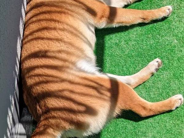 完全にあの動物！６万人が爆笑した、昼寝中の柴犬の姿とは…！？