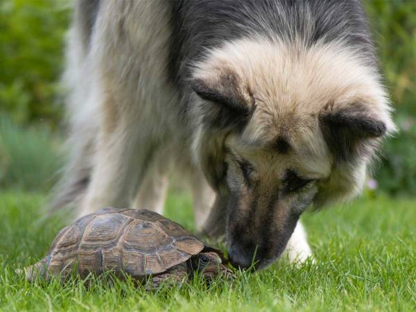 一緒に暮らすカメと遊びたい犬　とった行動に「悲しいけど、かわいい」
