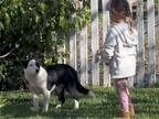庭をうろつく、警戒心の強い野良犬　幼い女の子との『初対面の瞬間』に「魔法のよう」「選ばれた」