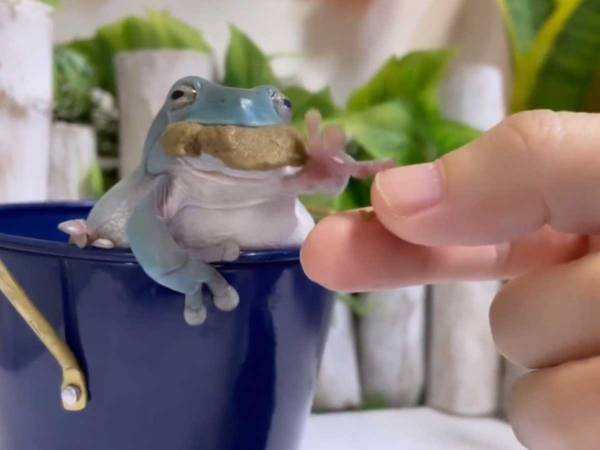 口いっぱいにご飯をほおばるカエル　飼い主が手を伸ばすと？　「笑った」「かわいすぎてヤバい！」