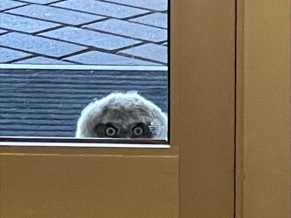 大学の職員「誰かに見られている…」　視線の正体に「かわいすぎる！」