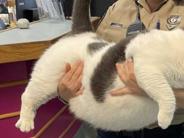 あまりにも『規格外の保護猫』　施設が公開した１枚に驚きの声