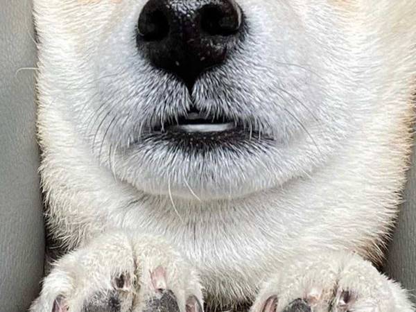 「まるで別の犬みたい」「気持ちいいのかな？」　リラックスする柴犬、どうも様子がおかしいと話題に