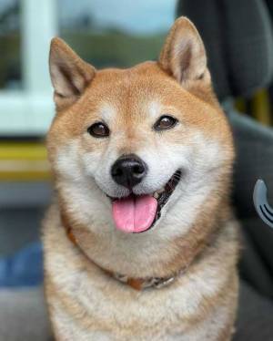 「まるで別の犬みたい」「気持ちいいのかな？」　リラックスする柴犬、どうも様子がおかしいと話題に