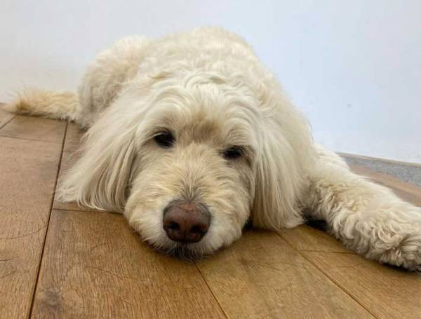 看板犬なのに客を出迎えずに…　「かわいすぎる」と話題の行動とは？