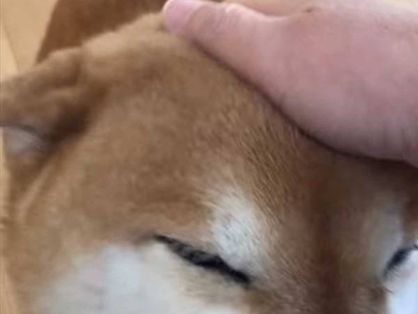 「病院で変な声出た」「めちゃくちゃ笑顔」　見るからに嬉しそうな柴犬が話題に