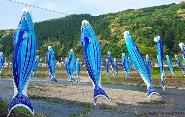 普通の『こいのぼり』かと思いきや？　高知県で見られる光景に「そうきたか」