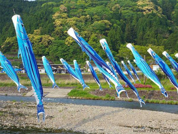 普通の『こいのぼり』かと思いきや？　高知県で見られる光景に「そうきたか」