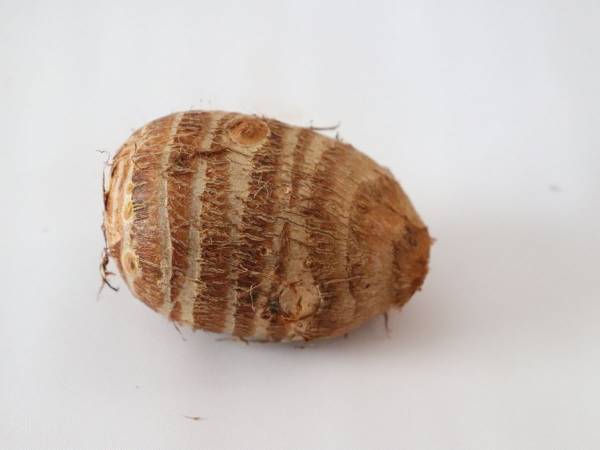 サトイモの意外な食べ方に「目からウロコ」　皮を剥かない調理法が新しい