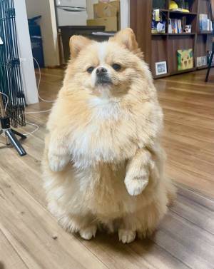 モチモチなポメラニアン　飼い主「初期のピカチュウを感じさせるな」