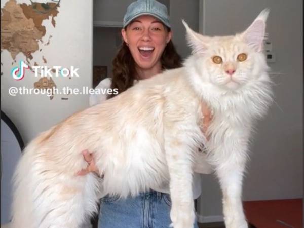 大きな猫を軽そうに持ち上げる女性　理由に納得　「信じられない」「小型犬より軽い」