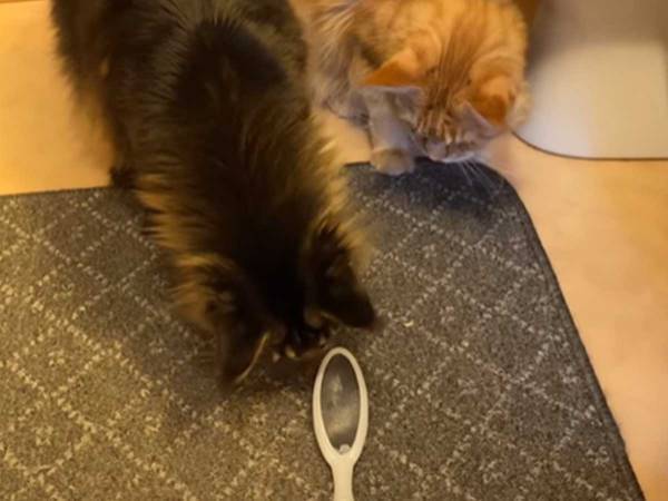 「笑いすぎて息できない」「これは傑作」　ブラシを見つめる猫に起こった『悲劇』とは