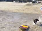 飼い主が海にボードを投げると…？　愛犬がとった行動に「見たことない！」「俺よりかっこいい」
