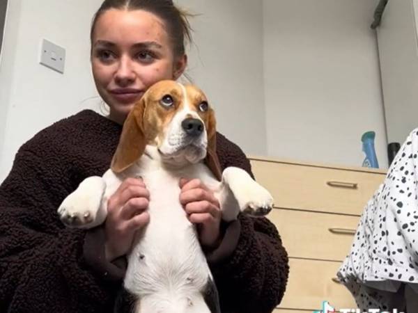 すごい効果！　興奮したビーグルを一瞬で落ち着かせる方法　「うちもする」「早速試す」