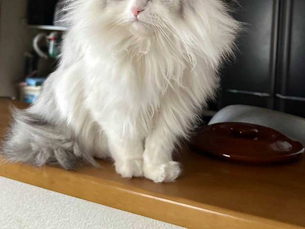 毛づくろいをして満足気な猫　仕上がりが、ひどい　「本日も無事に下手でした」