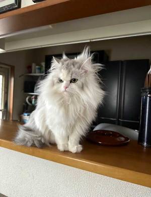 毛づくろいをして満足気な猫　仕上がりが、ひどい　「本日も無事に下手でした」