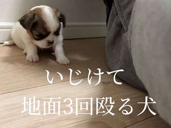 「少しかわいそうだけど、かわいすぎ！」　子犬が悔しがる様子に、５万人が『いいね』