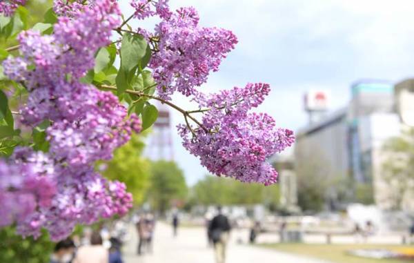 上品で清楚な香りのライラックは『世界中で愛されている花』