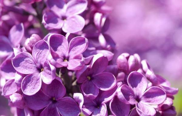 上品で清楚な香りのライラックは『世界中で愛されている花』