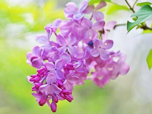 上品で清楚な香りのライラックは『世界中で愛されている花』
