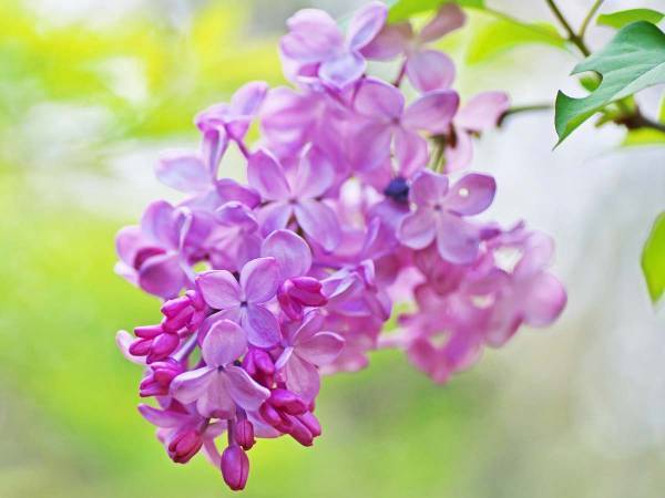 上品で清楚な香りのライラックは『世界中で愛されている花』