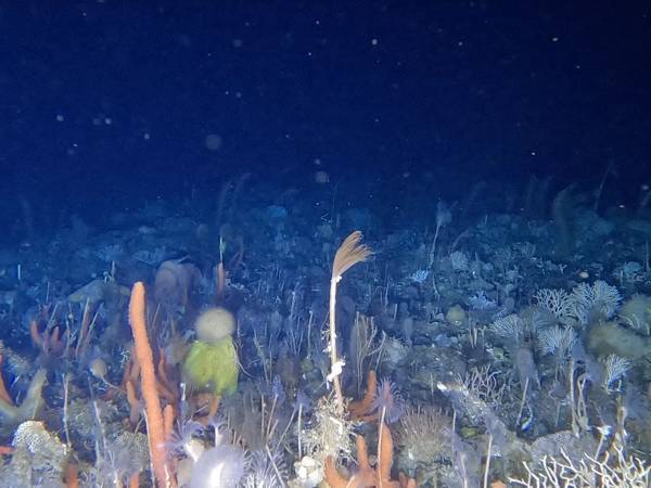 観測隊が見た『南極大陸』に心奪われる　貴重な映像だらけの番組を見逃すな！