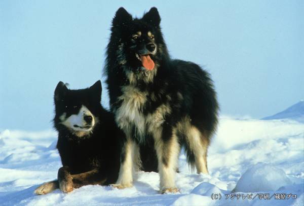 観測隊が見た『南極大陸』に心奪われる　貴重な映像だらけの番組を見逃すな！