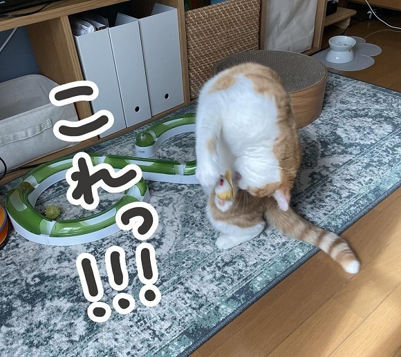 「分かります」 大好きなはずなのに…猫が遊ばなかった理由は「こだわりなのか気まぐれなのか」