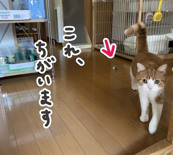 「分かります」 大好きなはずなのに…猫が遊ばなかった理由は「こだわりなのか気まぐれなのか」