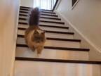 器用に階段を下りていく猫　動きをよく見ると…？　「なぜか飽きない！」「一瞬でストレスが減った」