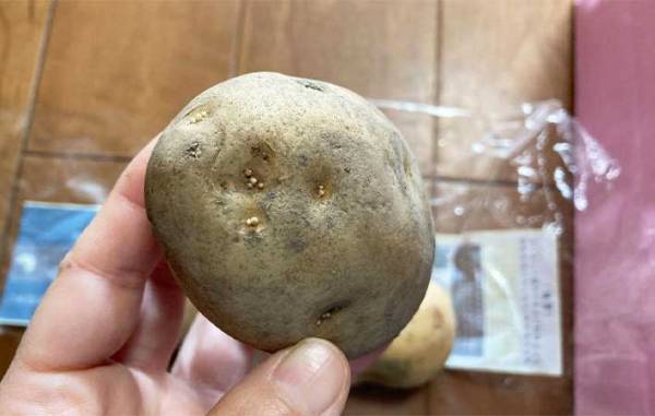 「芽が出ない！」　放置するだけの『ジャガイモの保存テク』の効果がすごい