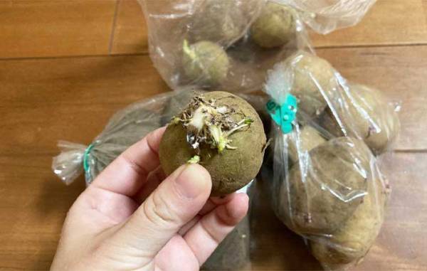 「芽が出ない！」　放置するだけの『ジャガイモの保存テク』の効果がすごい