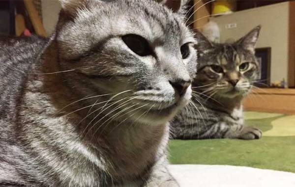 「例え大変でも…」　先輩猫が他界後、寂しそうな愛猫ために飼い主がとった『行動』とは？