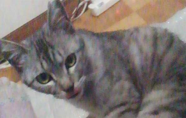 「例え大変でも…」　先輩猫が他界後、寂しそうな愛猫ために飼い主がとった『行動』とは？