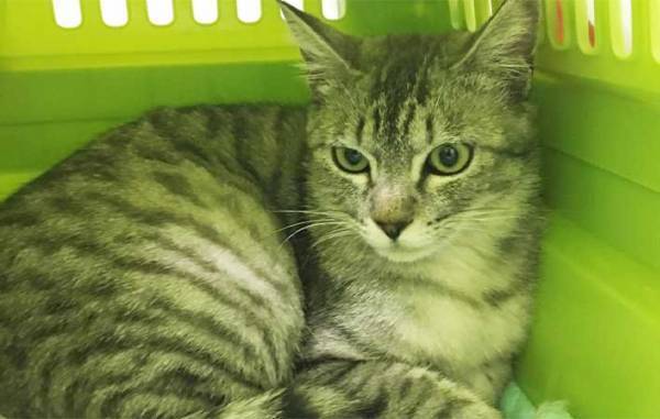 「例え大変でも…」　先輩猫が他界後、寂しそうな愛猫ために飼い主がとった『行動』とは？