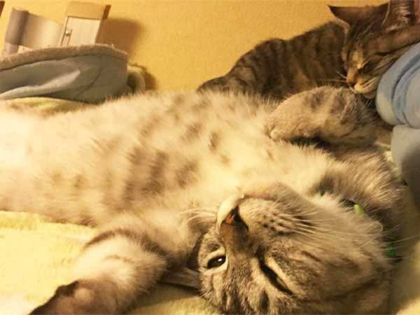 「例え大変でも…」　先輩猫が他界後、寂しそうな愛猫ために飼い主がとった『行動』とは？