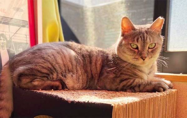 「例え大変でも…」　先輩猫が他界後、寂しそうな愛猫ために飼い主がとった『行動』とは？