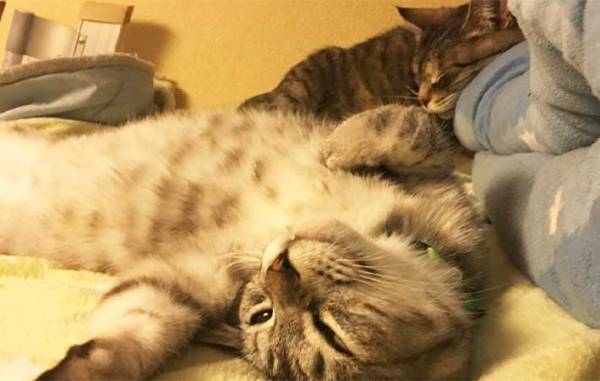 「例え大変でも…」　先輩猫が他界後、寂しそうな愛猫ために飼い主がとった『行動』とは？