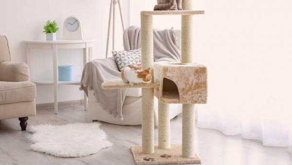 「例え大変でも…」　先輩猫が他界後、寂しそうな愛猫ために飼い主がとった『行動』とは？