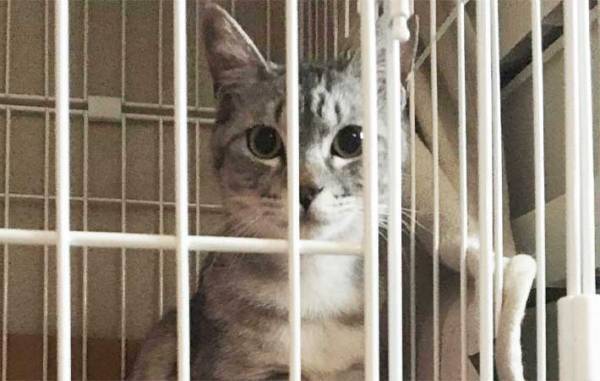 「例え大変でも…」　先輩猫が他界後、寂しそうな愛猫ために飼い主がとった『行動』とは？