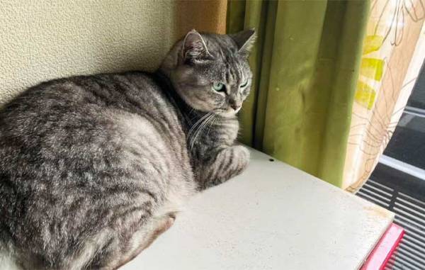 仲よしの先輩猫が他界　その後、残された１匹がとり始めた『行動』に、飼い主「切ない」