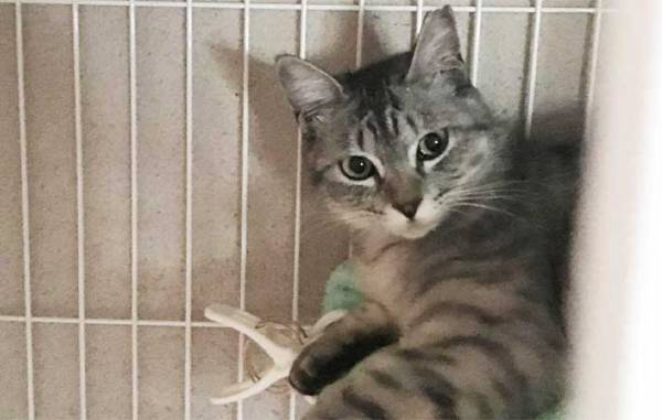 仲よしの先輩猫が他界　その後、残された１匹がとり始めた『行動』に、飼い主「切ない」