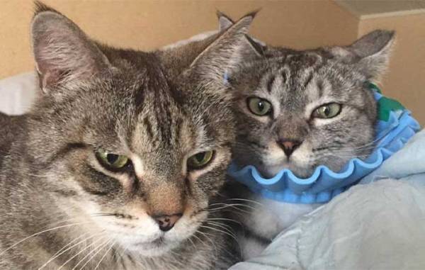 仲よしの先輩猫が他界　その後、残された１匹がとり始めた『行動』に、飼い主「切ない」