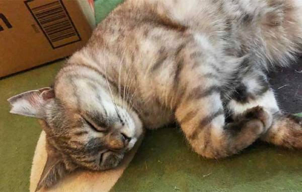 仲よしの先輩猫が他界　その後、残された１匹がとり始めた『行動』に、飼い主「切ない」