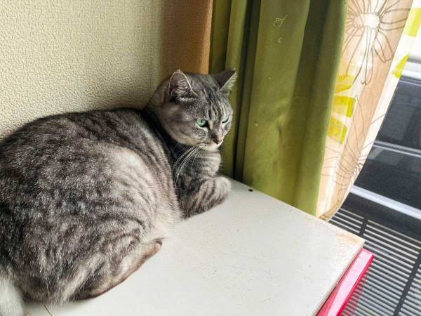 仲よしの先輩猫が他界　その後、残された１匹がとり始めた『行動』に、飼い主「切ない」