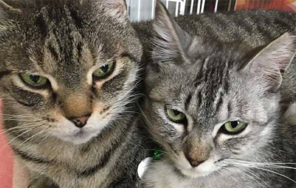 仲よしの先輩猫が他界　その後、残された１匹がとり始めた『行動』に、飼い主「切ない」