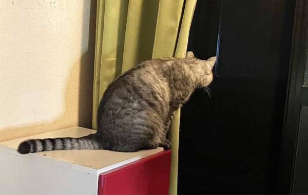 仲よしの先輩猫が他界　その後、残された１匹がとり始めた『行動』に、飼い主「切ない」