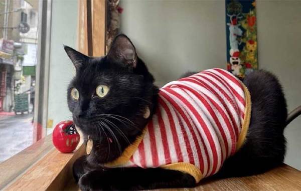 台湾のお店でよく見かける『動物のマーク』　意味を知って「なんか新鮮！」